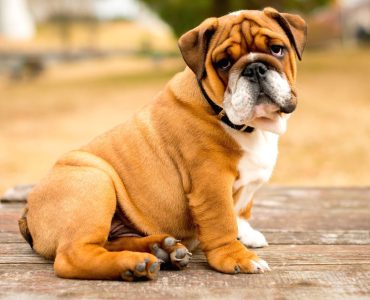 éducation du bulldog anglais 
